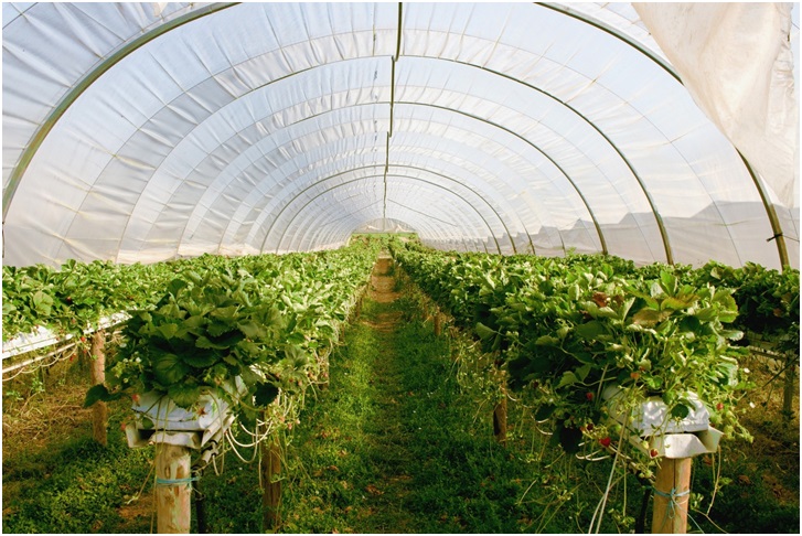 Commercial Greenhouse