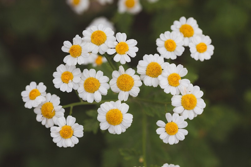 Efficient feverfew