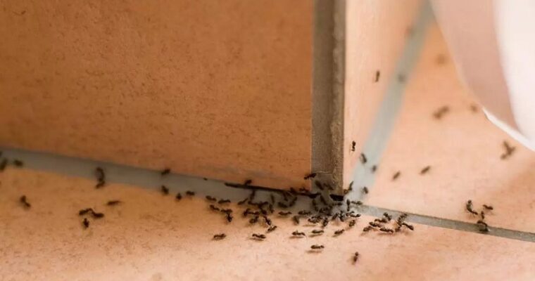 6 Things Attracting Pests to Your Home