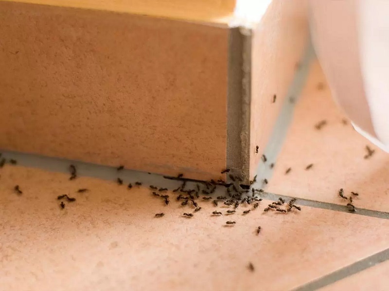 6 Things Attracting Pests to Your Home