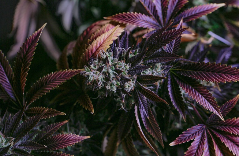 cannabis strains with CBD