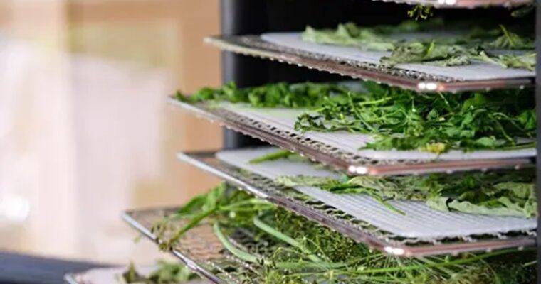 Maximizing Efficiency and Quality: A Guide to Choosing the Best Commercial Food Dehydrator Manufacturer for Your Business