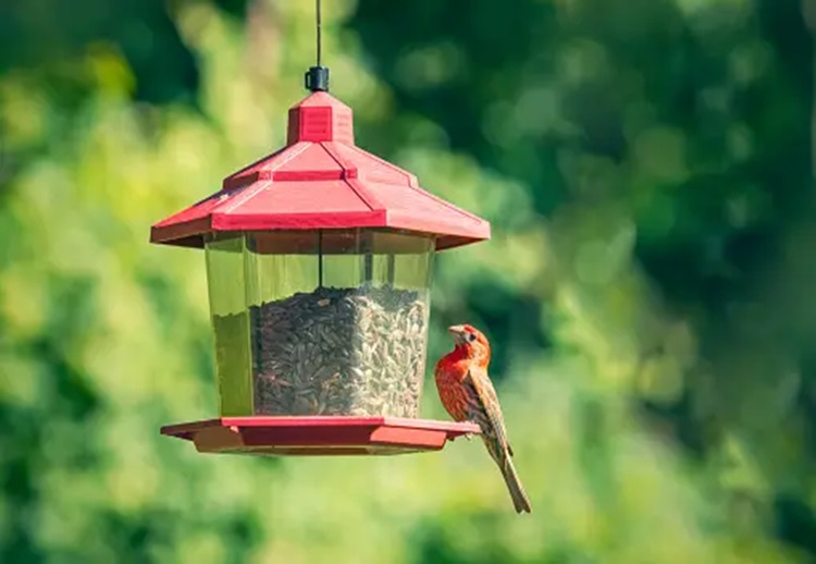 How to Make an Informed Purchase for Your Bird Feeder