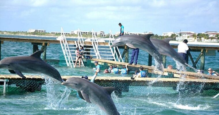Discovering the Magic of Dolphin Interaction: Why Dolphin Discovery Should Be on Your Travel Itinerary