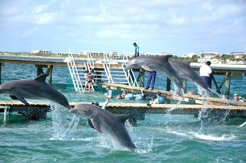 Discovering the Magic of Dolphin Interaction: Why Dolphin Discovery Should Be on Your Travel Itinerary
