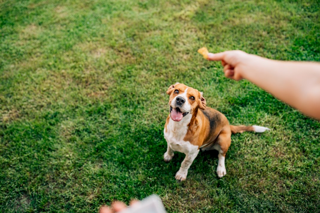 Positive reinforcement in dog training
