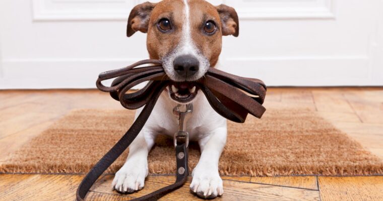 Best Strategies To Teach Obedience to Your Pet Dog