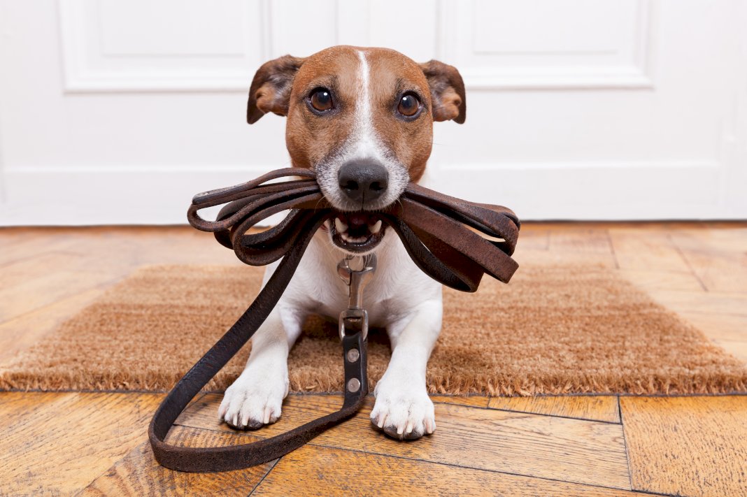 Best Strategies To Teach Obedience to Your Pet Dog