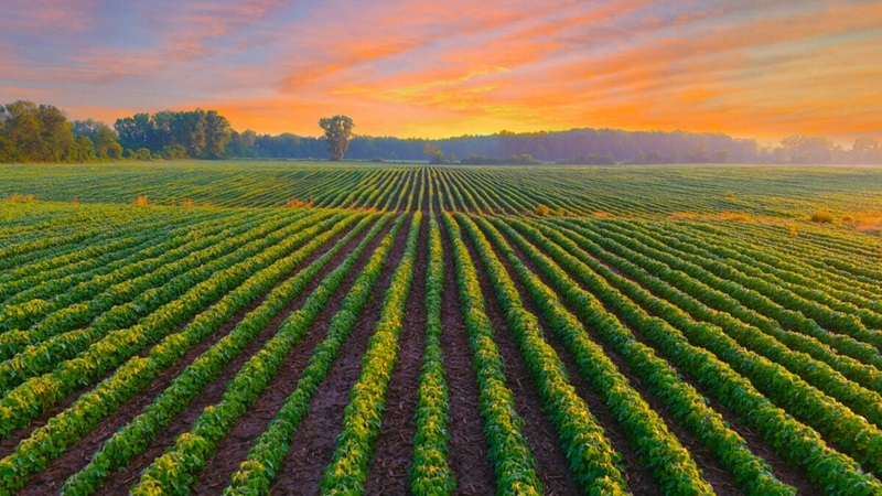 Diverse Methods to Invest in Farmland