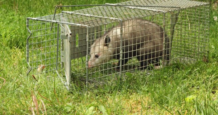 Possum Removal Strategies: A Design Challenge for Your Living Space