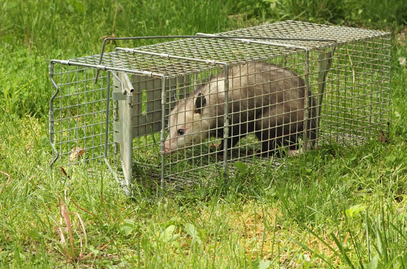 Possum Removal Strategies: A Design Challenge for Your Living Space