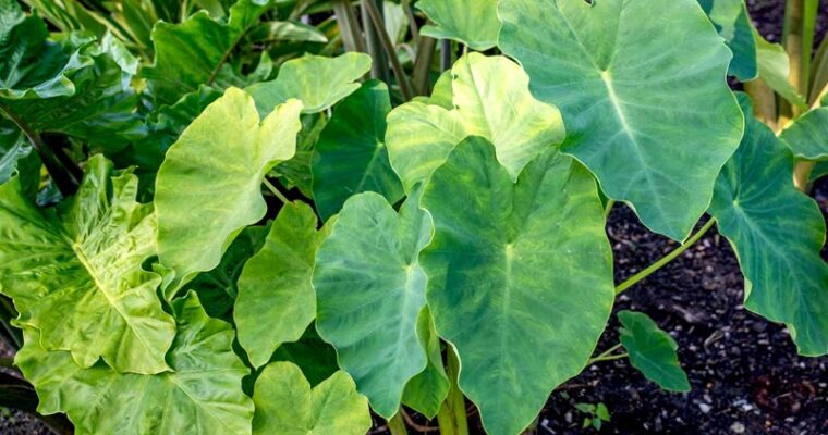 Troubleshooting Elephant Ear Plants: Addressing 5 Common Issues for Lush Growth