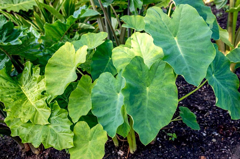 Troubleshooting Elephant Ear Plants: Addressing 5 Common Issues for Lush Growth